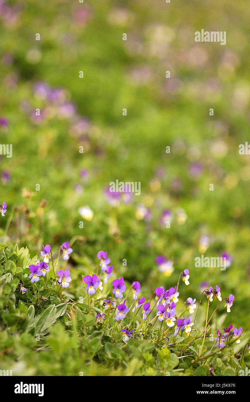 flower plant violet portrait format medicinal plant meadow pansy acker Stock Photo