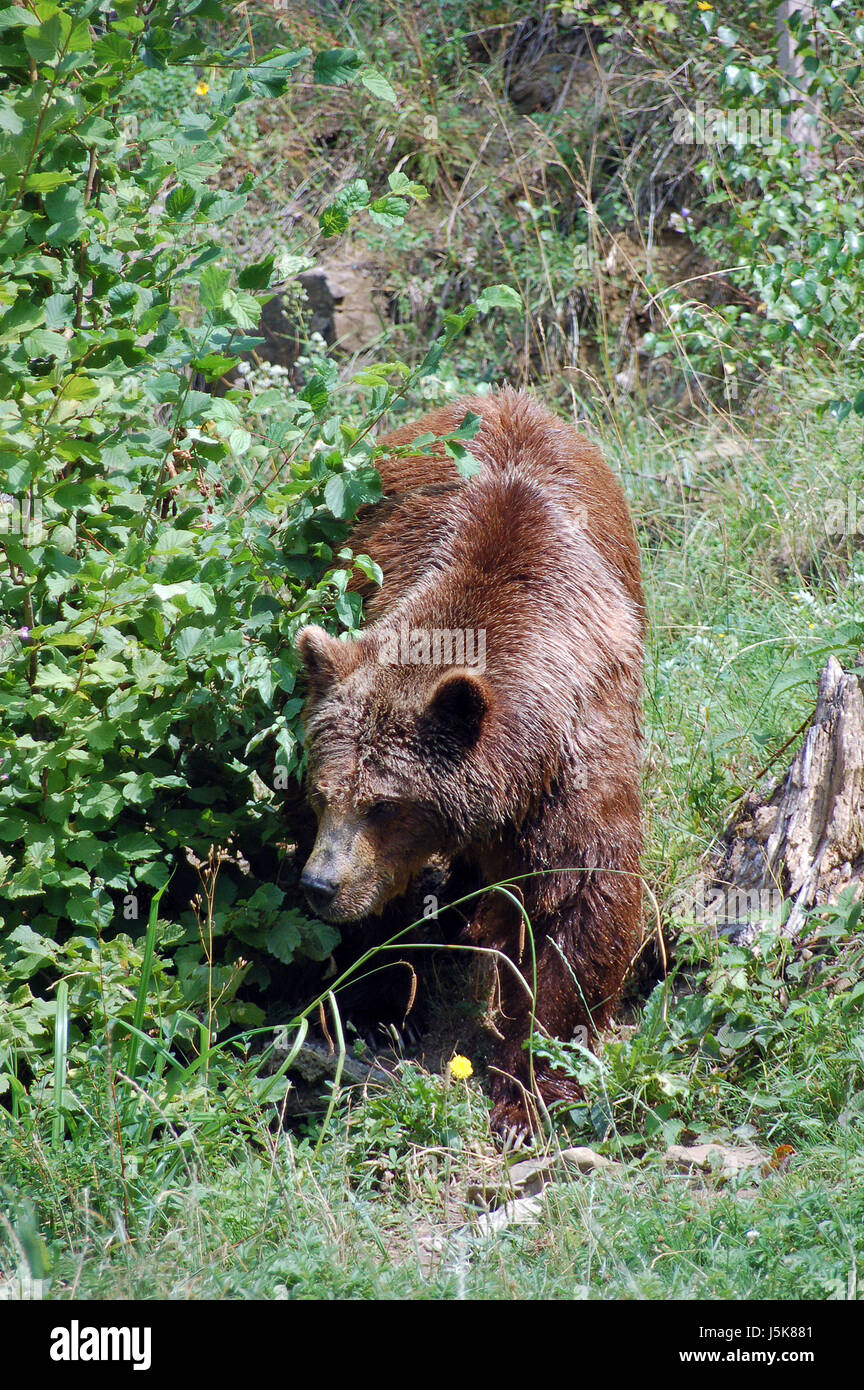 brown bear on the prowl Stock Photo