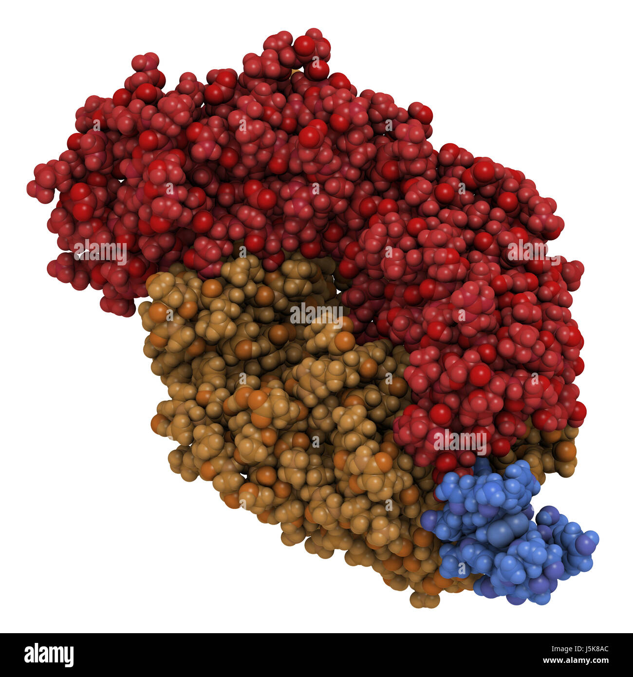 B-lymphocyte antigen CD20 epitope peptide fragment, bound to rituximab (Fab fragment). Indications for rituximab include leukemia and lymphoma. Stock Photo