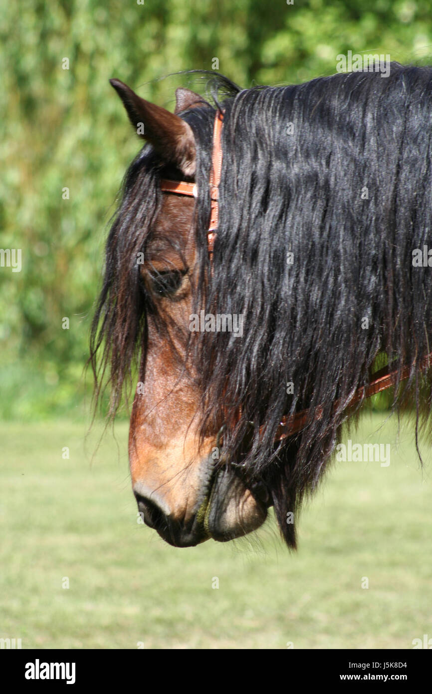 draught horse portrait 2 Stock Photo