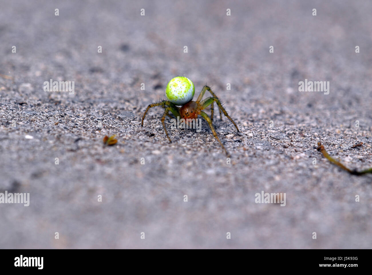Armored insect hi-res stock photography and images - Alamy
