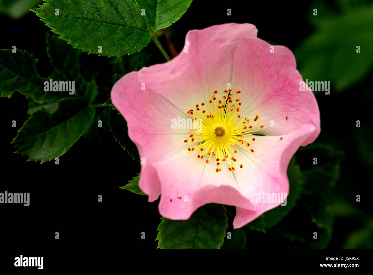 flower rose plant green wild thorns dog rose pink nature rosa canina weiss Stock Photo