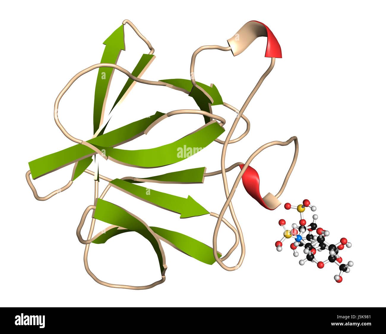 Fibroblast growth factor 1 (FGF1, heparin-binding growth factor 1) protein. FGF1 is being investigated for the treatment of diabetes. 3D rendering. Stock Photo