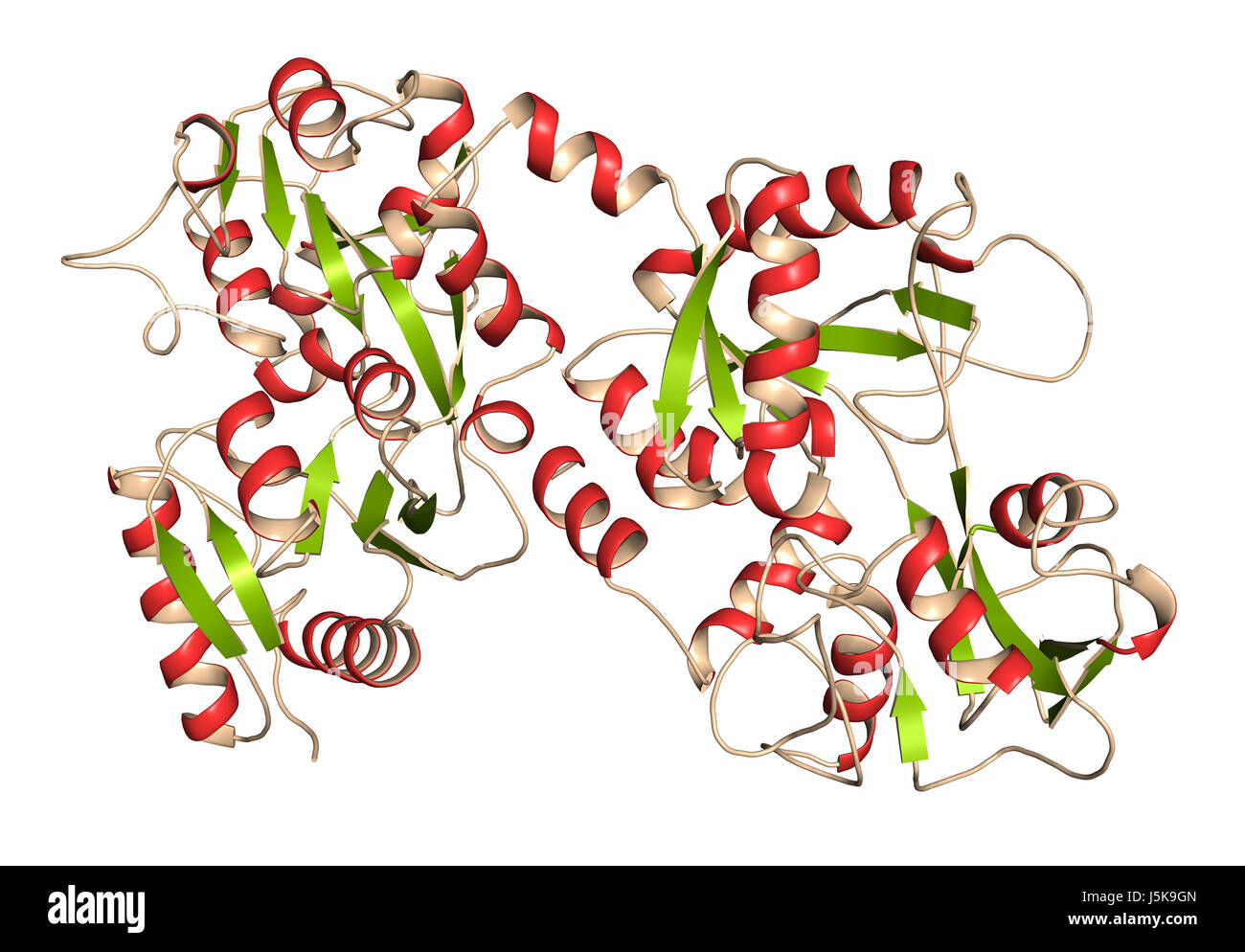 Lactoferrin protein. Lactoferrin is an iron-binding protein that is part of the innate immune system. Stock Photo