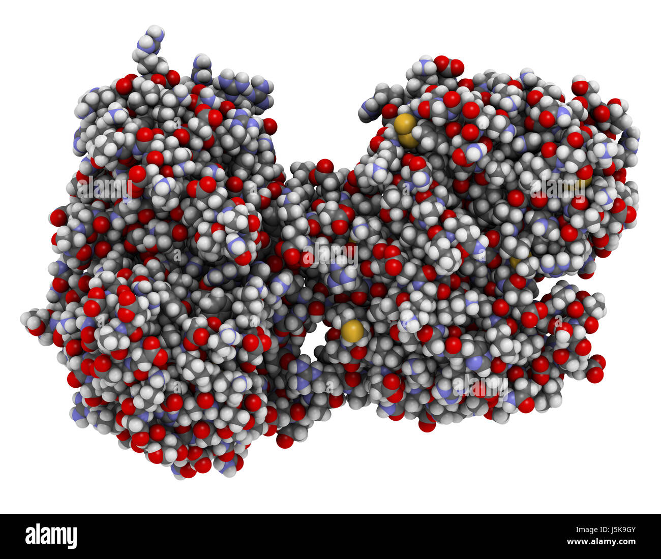 Lactoferrin protein. Lactoferrin is an ironbinding protein that is