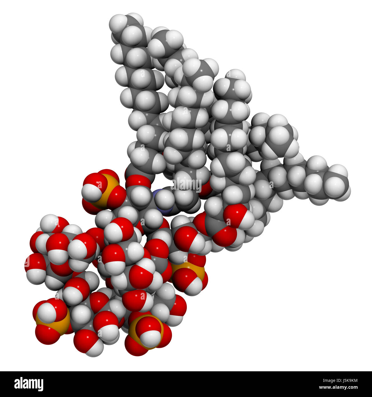 Lipopolysaccharide (LPS, lipid A and inner core fragment) endotoxin  molecule from E. coli. 3D rendering based on protein data bank entry 3fxi  Stock Photo - Alamy