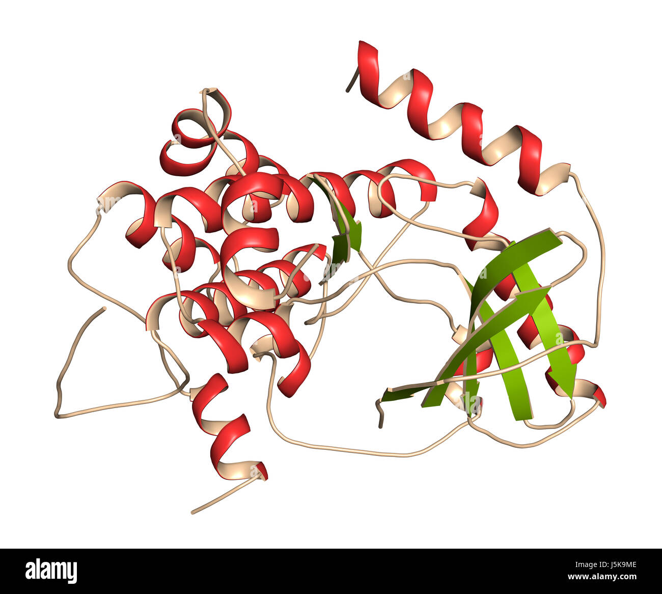 MEK1 or mitogen-activated protein kinase kinase 1 (rabbit) protein. MEK inhibitors are used in treatment of cancer and includes cobimetinib. Stock Photo