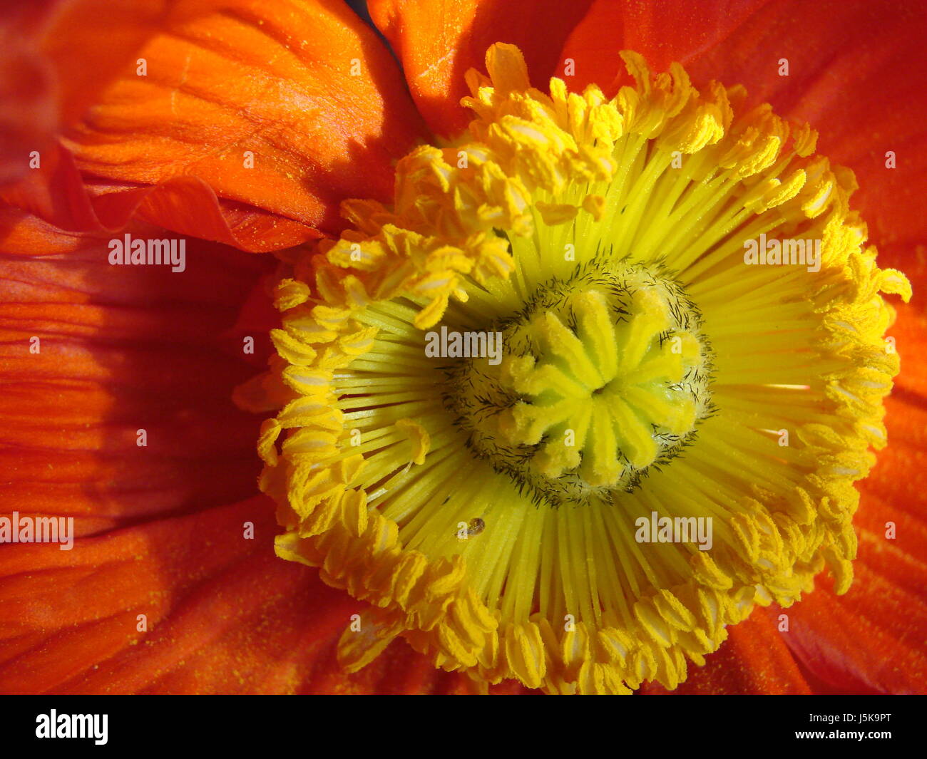 stamp,poppy,petals,pollen,flourished,cutting flower,bltenstempel,orange