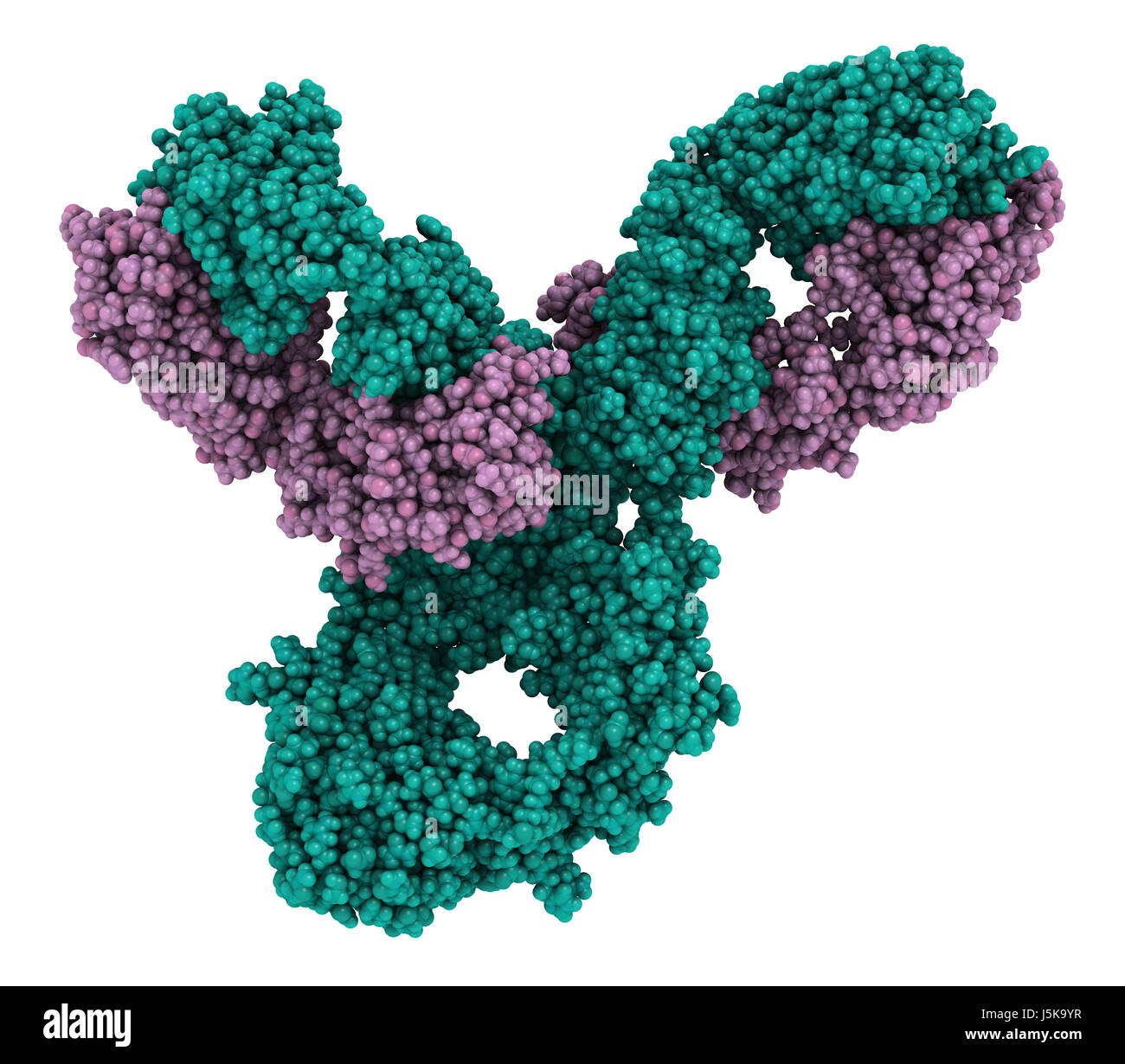 Pembrolizumab monoclonal antibody drug protein. Immune checkpoint inhibitor targetting PD-1, used in the treatment of a number of cancers. Stock Photo