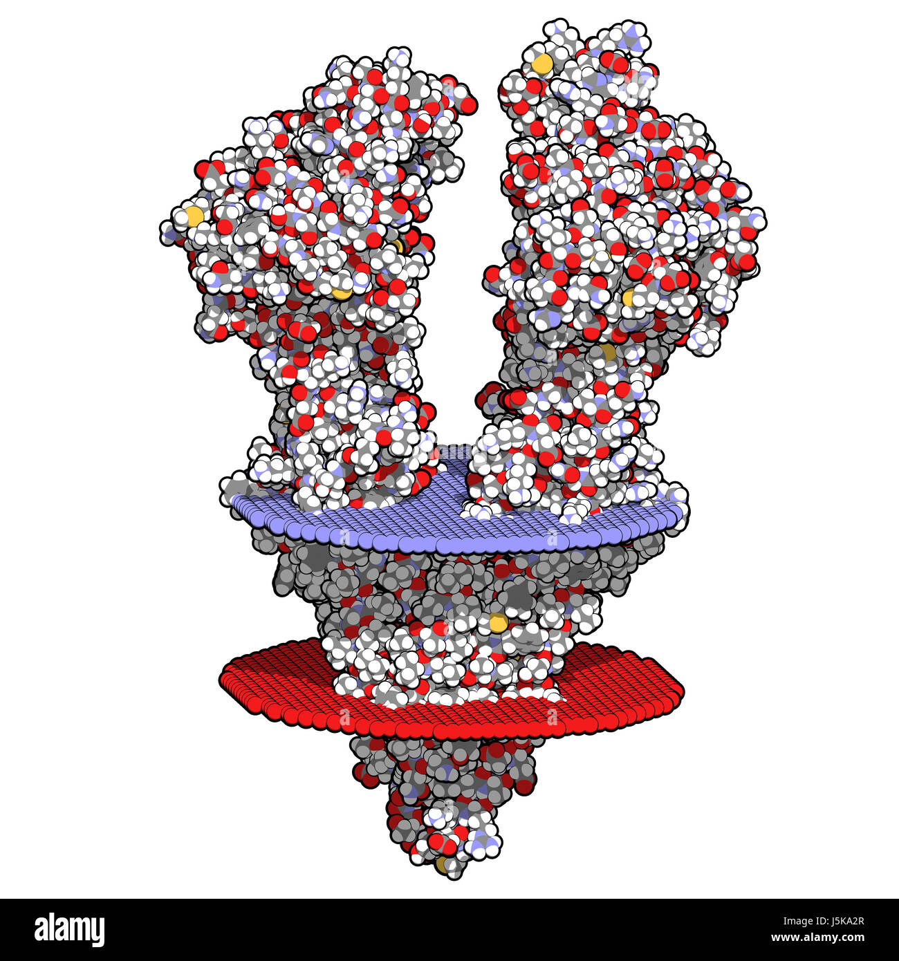 Pglycoprotein 1 (Pgp) multidrug transporter protein. Efflux pump that