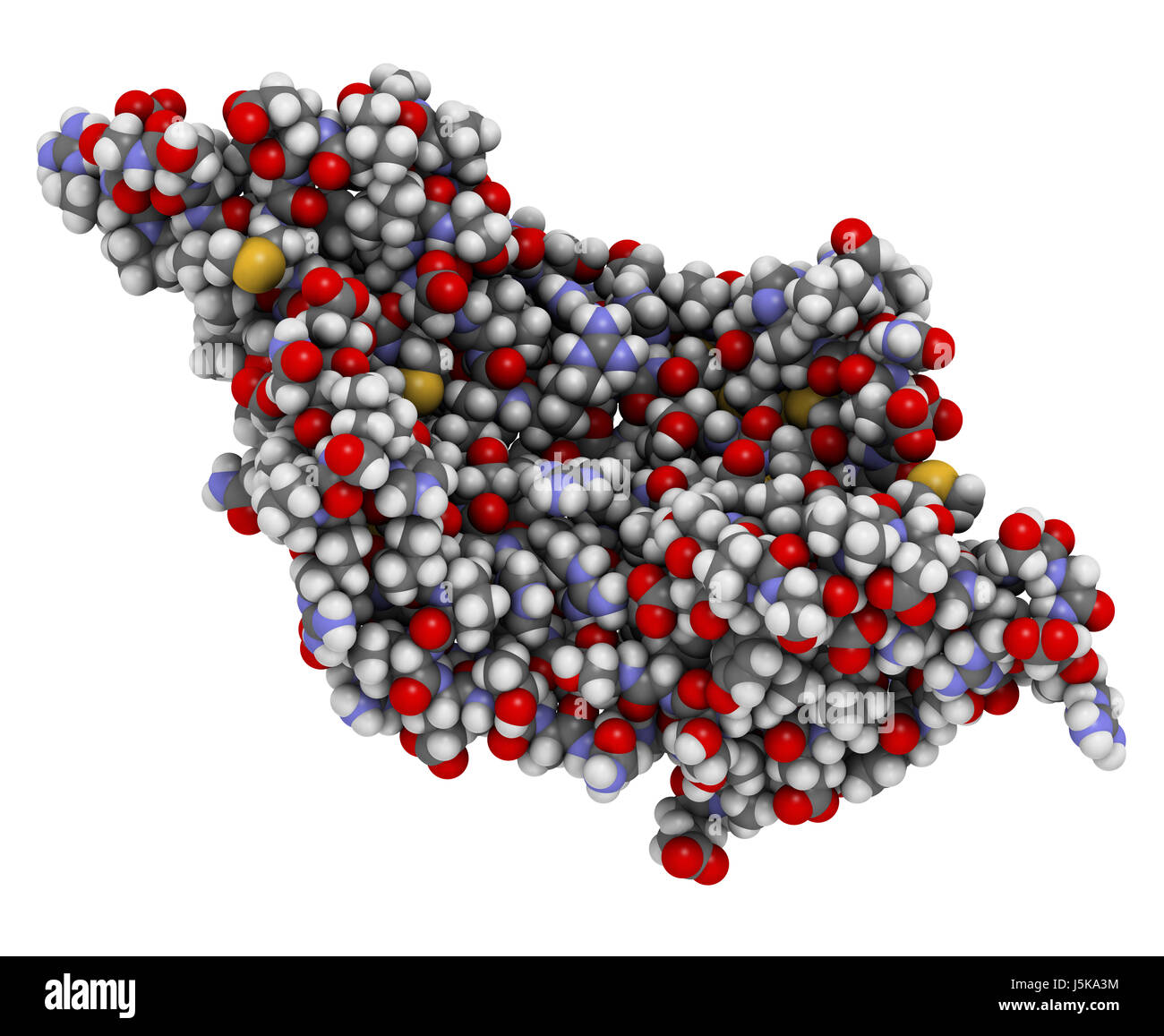 Placental growth factor (PlGF, receptor binding domain) protein. 3D