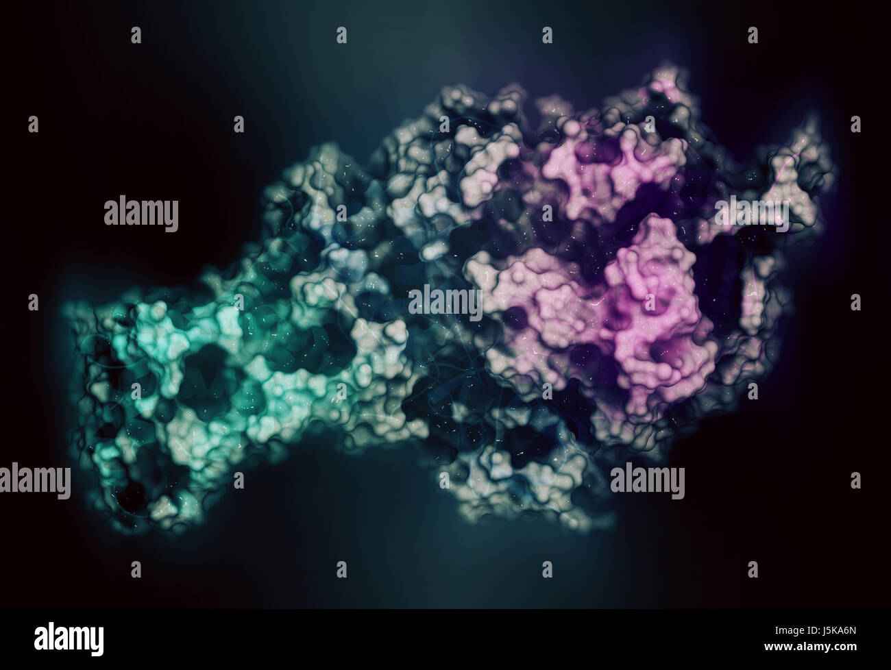Mitochondrial complex II (succinate dehydrogenase, avian) Enzyme ...