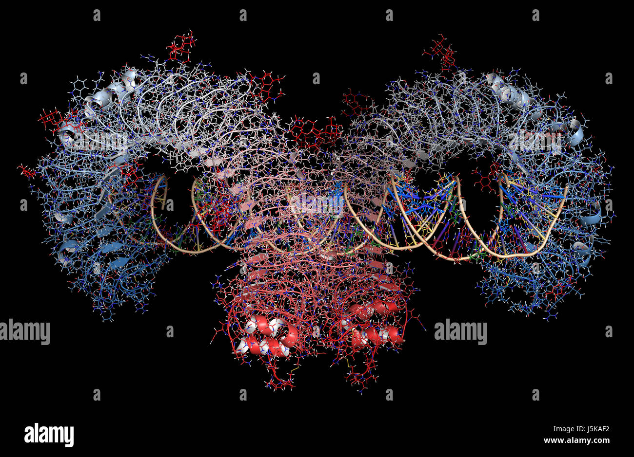 Toll-like receptor 3 (TLR3, murine, ectodomain) protein, bound to double-stranded RNA. Involved in host defense against viruses. 3D rendering based on Stock Photo