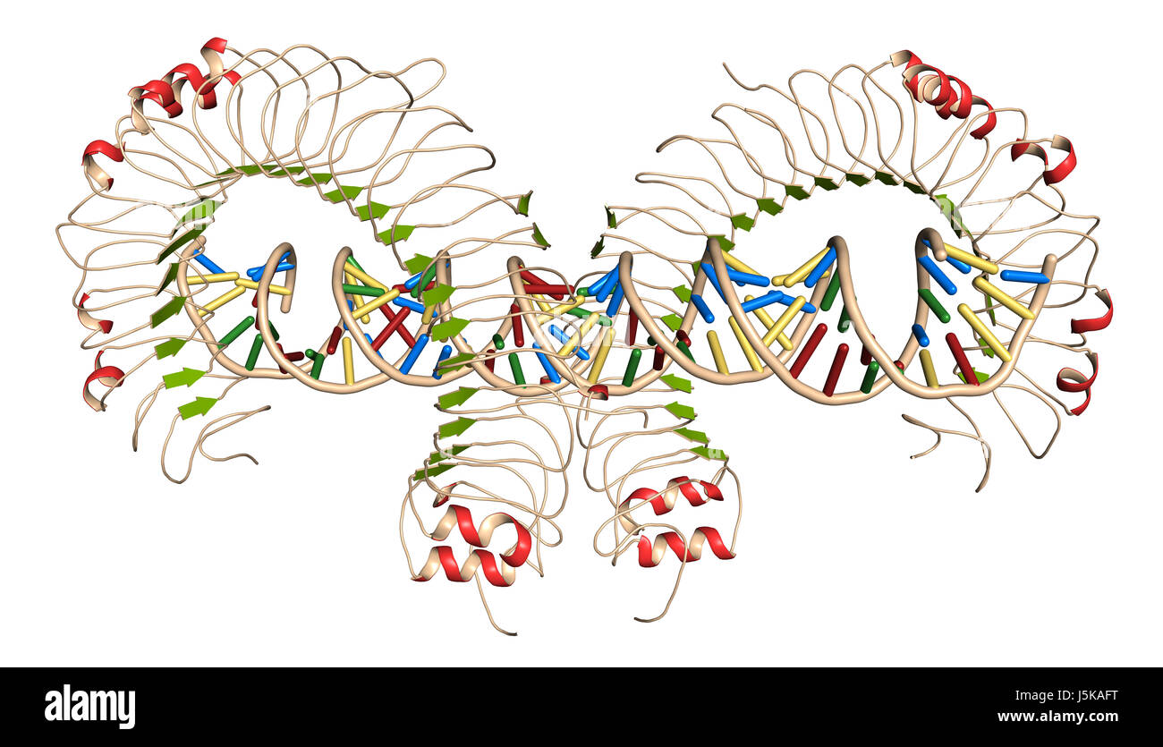 Toll Like Receptor 3 Tlr3 Murine Ectodomain Protein Bound To Double Stranded Rna Involved In Host Defense Against Viruses 3d Rendering Stock Photo Alamy