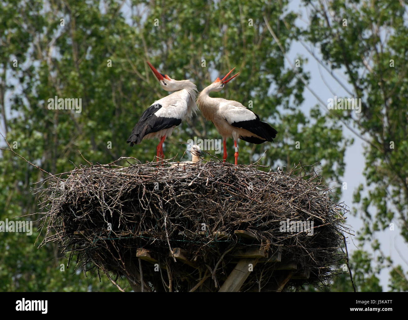 Storks Having Fun storks - welcome Stock Photo - Alamy