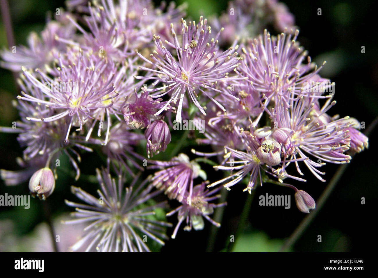 pink meadow rue Stock Photo