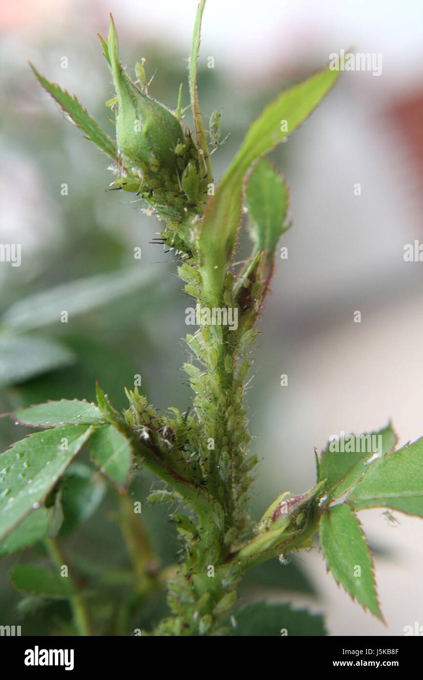 a bug's life (aphids Stock Photo - Alamy