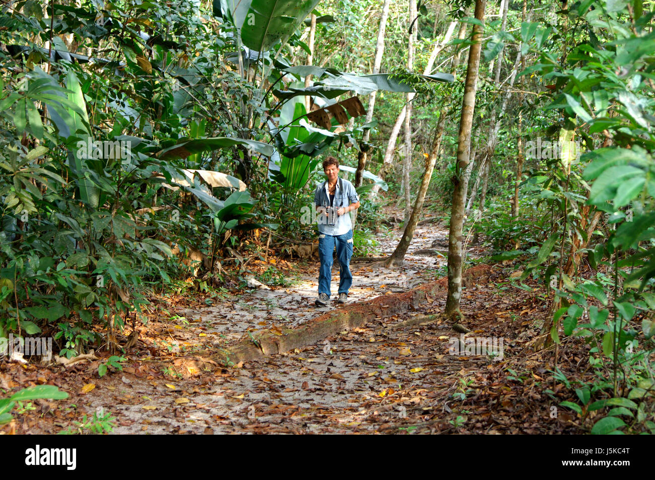 walk in the jungle Stock Photo Alamy