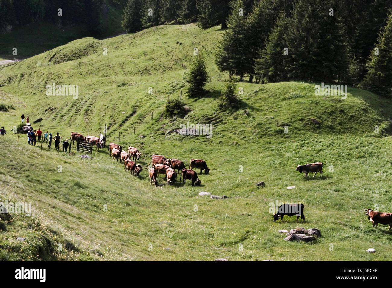 agriculture farming human human being switzerland grisons cow bovine forest Stock Photo