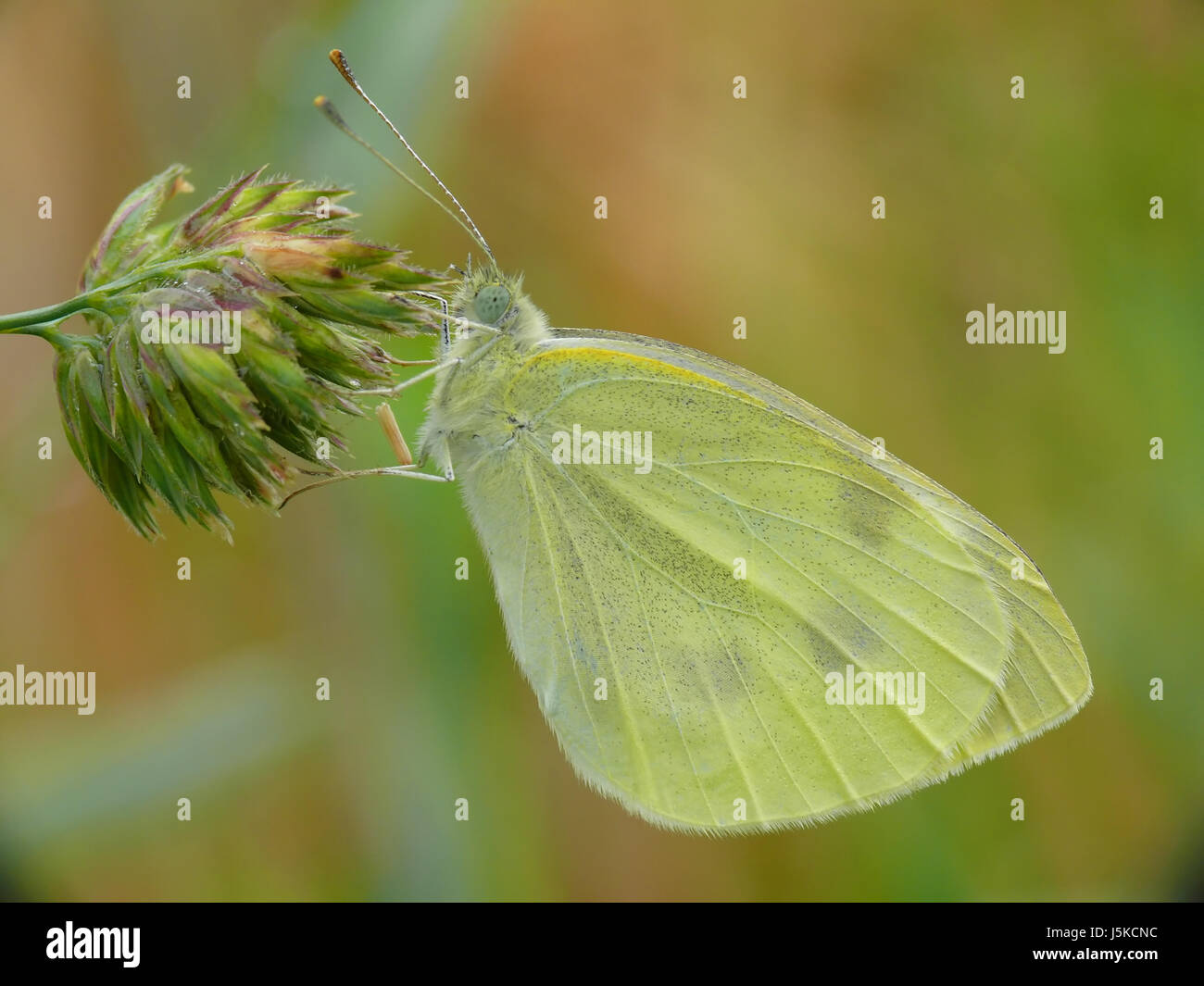 macro close-up macro admission close up view butterfly butterflies pieris rapae Stock Photo