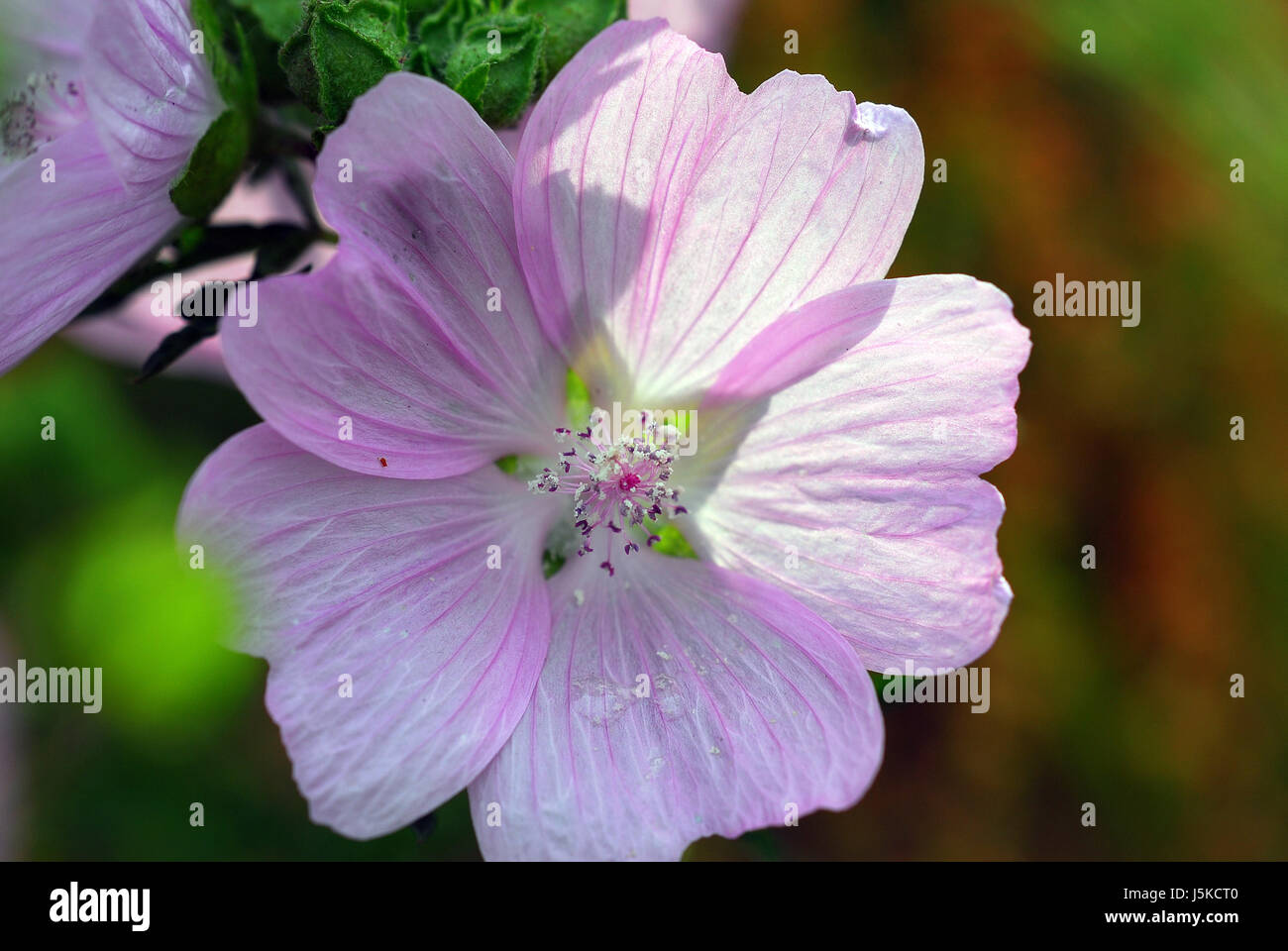 plant flower shine shines bright lucent light serene luminous sunny flowers Stock Photo