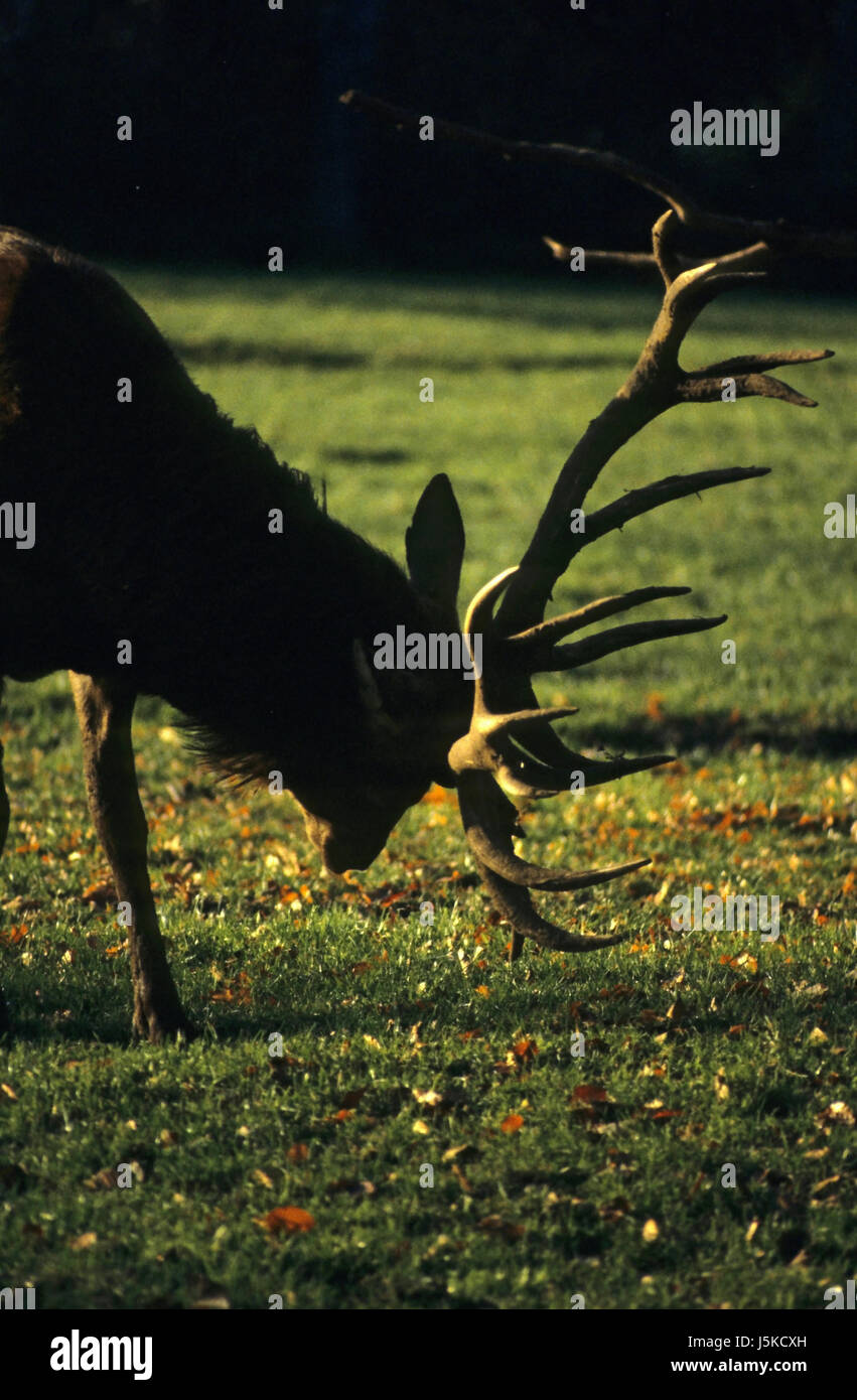 animal animals horns wild animal deer hart stag fall autumn brunft sen Stock Photo