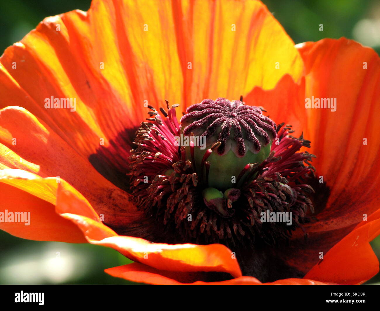 i have one more Stock Photo - Alamy