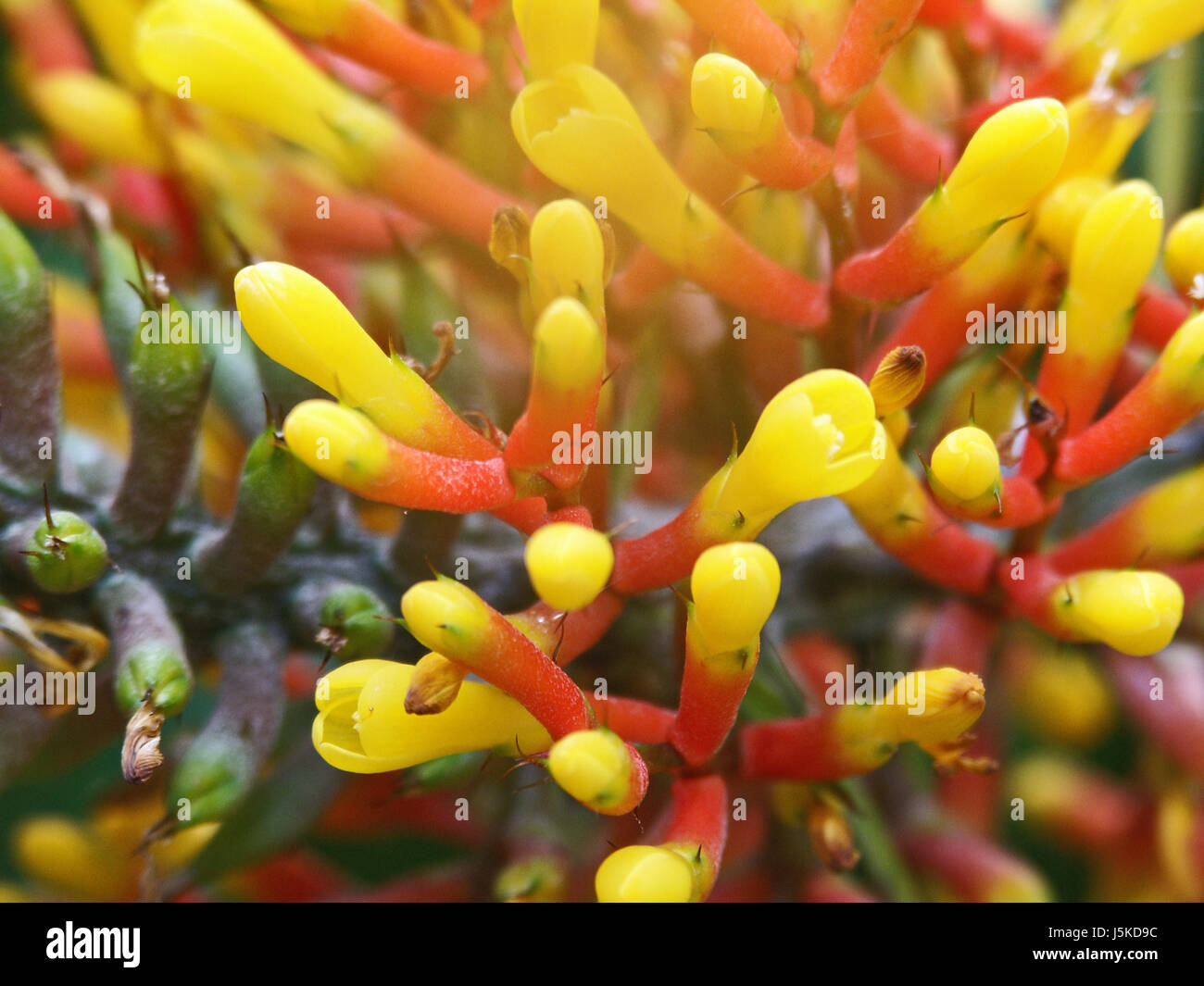 bloom blossom flourish flourishing coloured colourful gorgeous multifarious Stock Photo