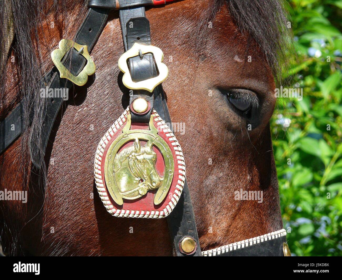 horsehead Stock Photo