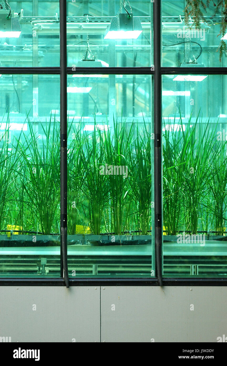 plant science research green window porthole dormer window pane grow ...