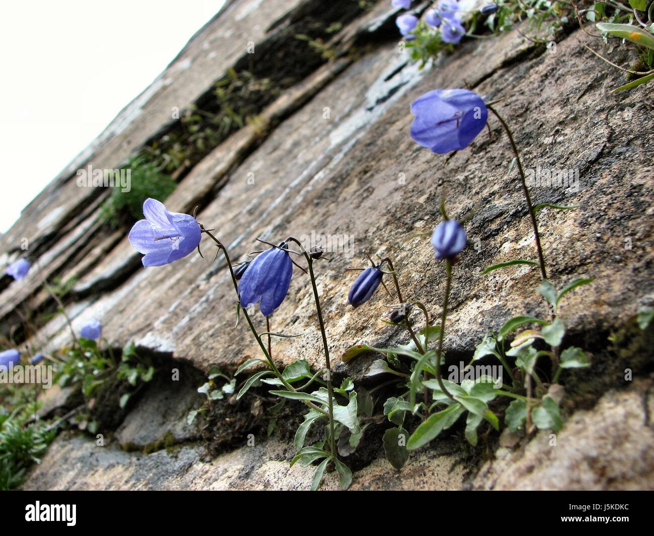 flower plant bloom blossom flourish flourishing alps rock purple alpine Stock Photo