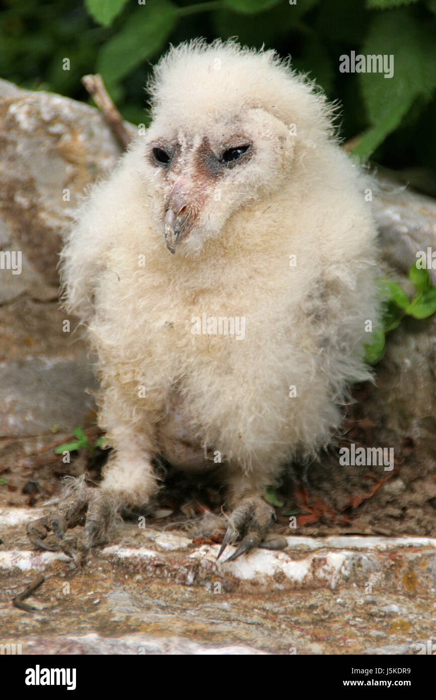 Pray Raptor portrait blank european caucasian birds of prey raptor feathering young ...
