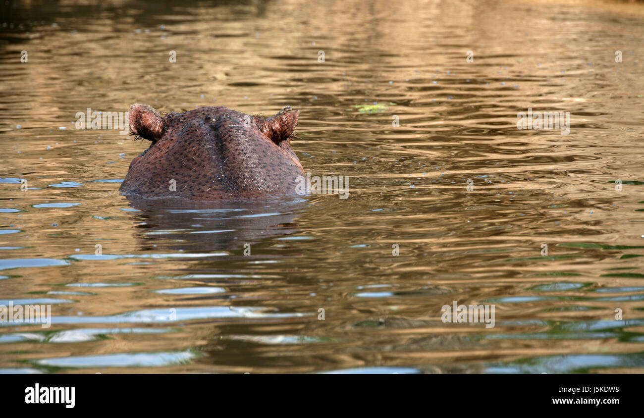 mammal africa sleep sleeping wet tired hippopotamus tins doze wild