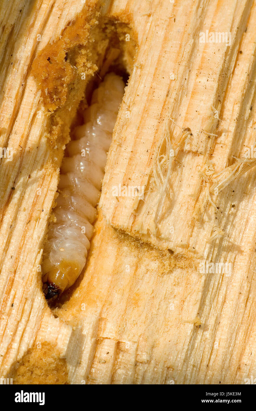 wood cut varmint larva wood worm log of wood schrotbock schrotbocklarve rhagium Stock Photo Alamy