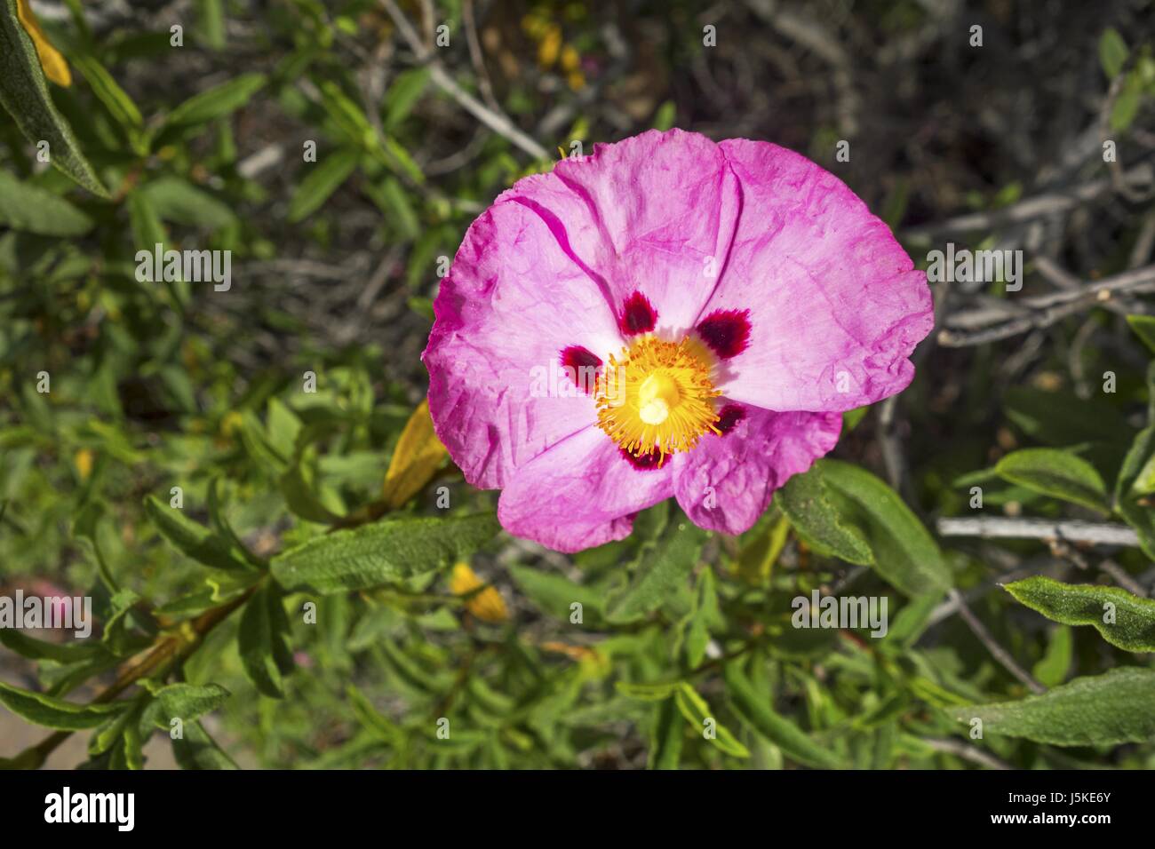 Hoary Rock Rose (Cistus Villosus) Stock Photo