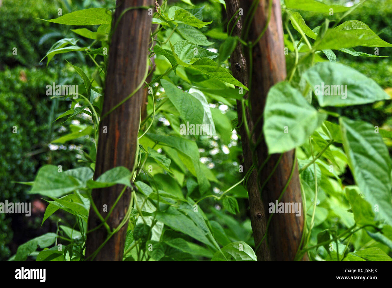 fresh runner beans Stock Photo