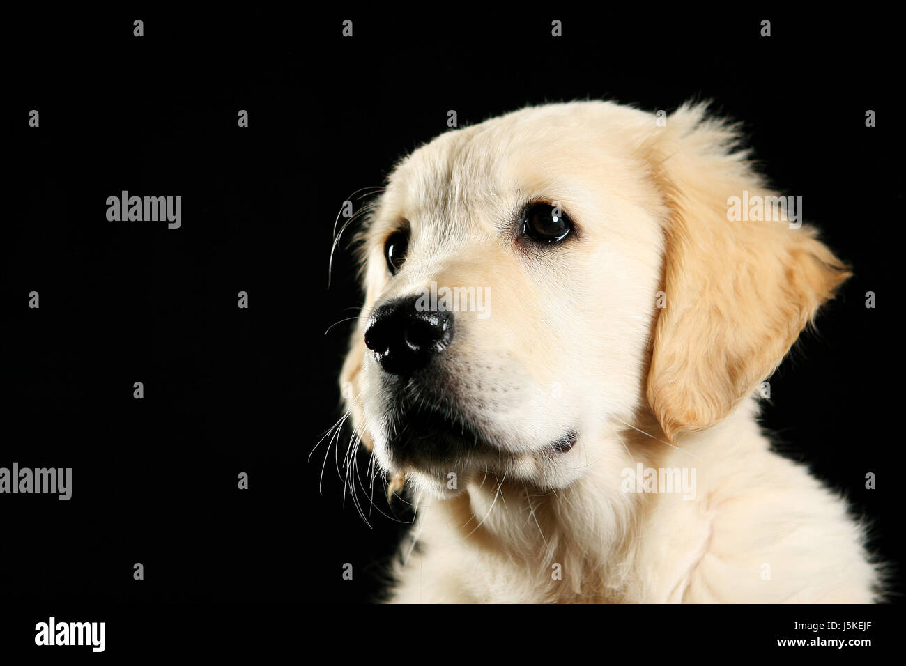 skin,dog,puppy,cute,young,younger,gold,golden retriever,flauschig Stock Photo