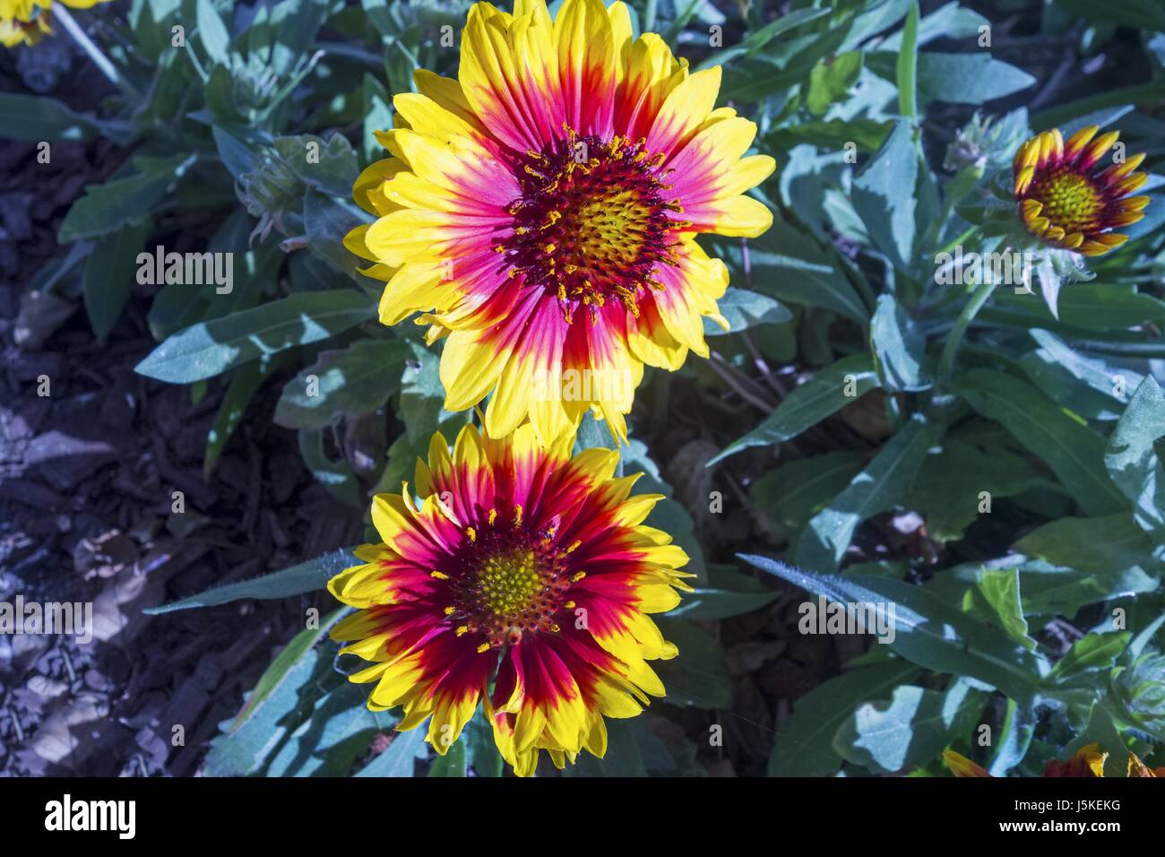 California Blanket Flower (Gaillardia Aristata) Stock Photo