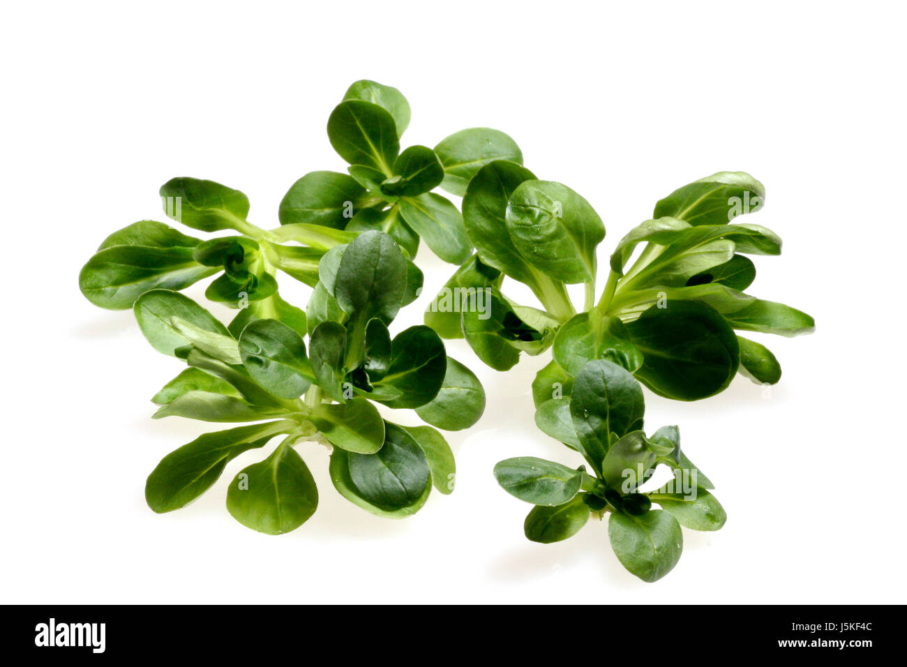 food aliment health vitamins vitamines green leaves iron duo landscape format Stock Photo