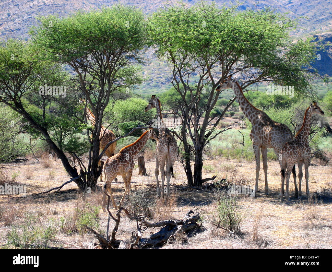 Safaritour High Resolution Stock Photography and Images - Alamy
