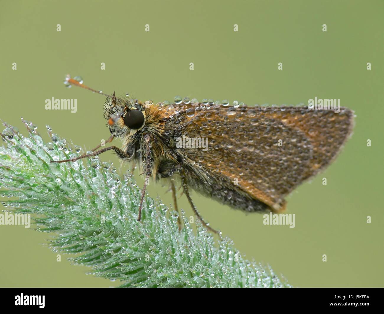 butterfly eyes wing wet dewdrop moth antenna meadow grass lawn green
