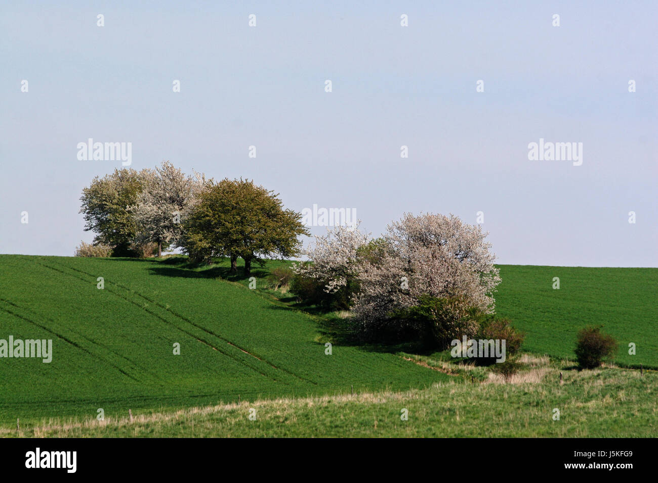 tree trees dirt road blossoms branches spring fields bleed path way scenery Stock Photo