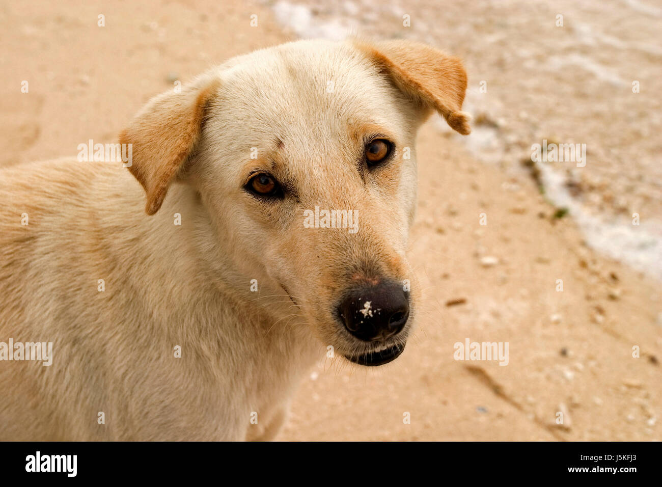 pet mammal watchful pets ears dog dogs mammals faithful beige mongrel muzzle Stock Photo - Alamy pet mammal watchful pets ears dog dogs mammals faithful beige mongrel muzzle Stock Photo - Alamy