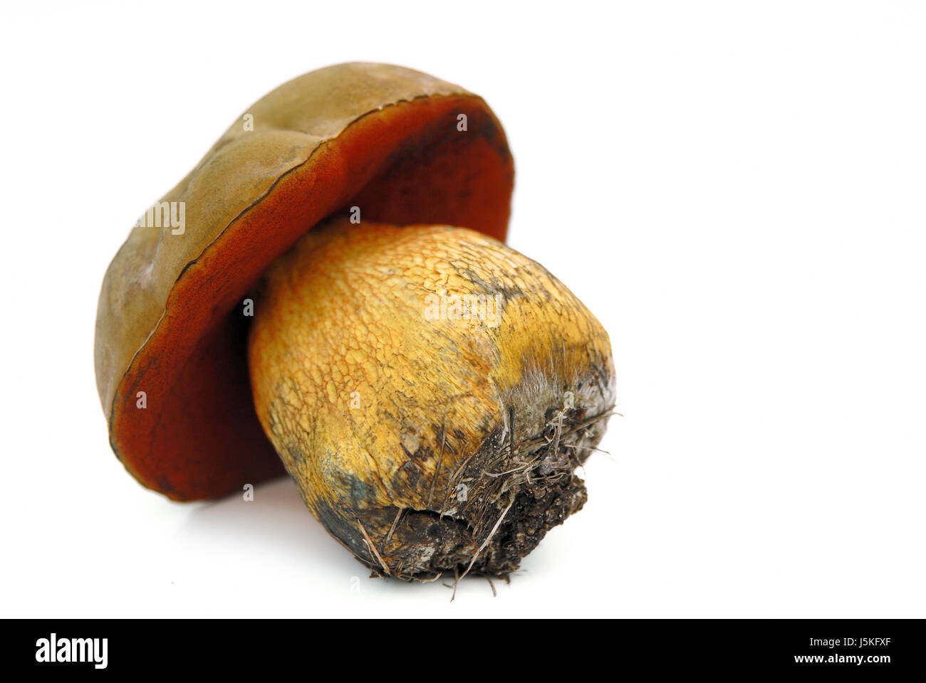 food aliment brown brownish brunette hat light brown reddish brown mushroom Stock Photo
