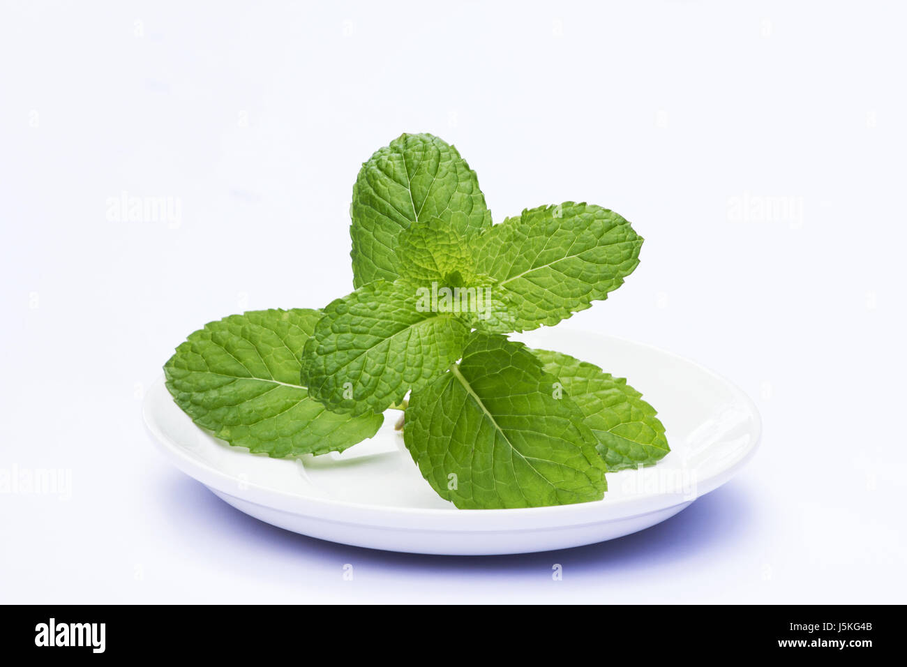 Sprig of mint on white background Stock Photo