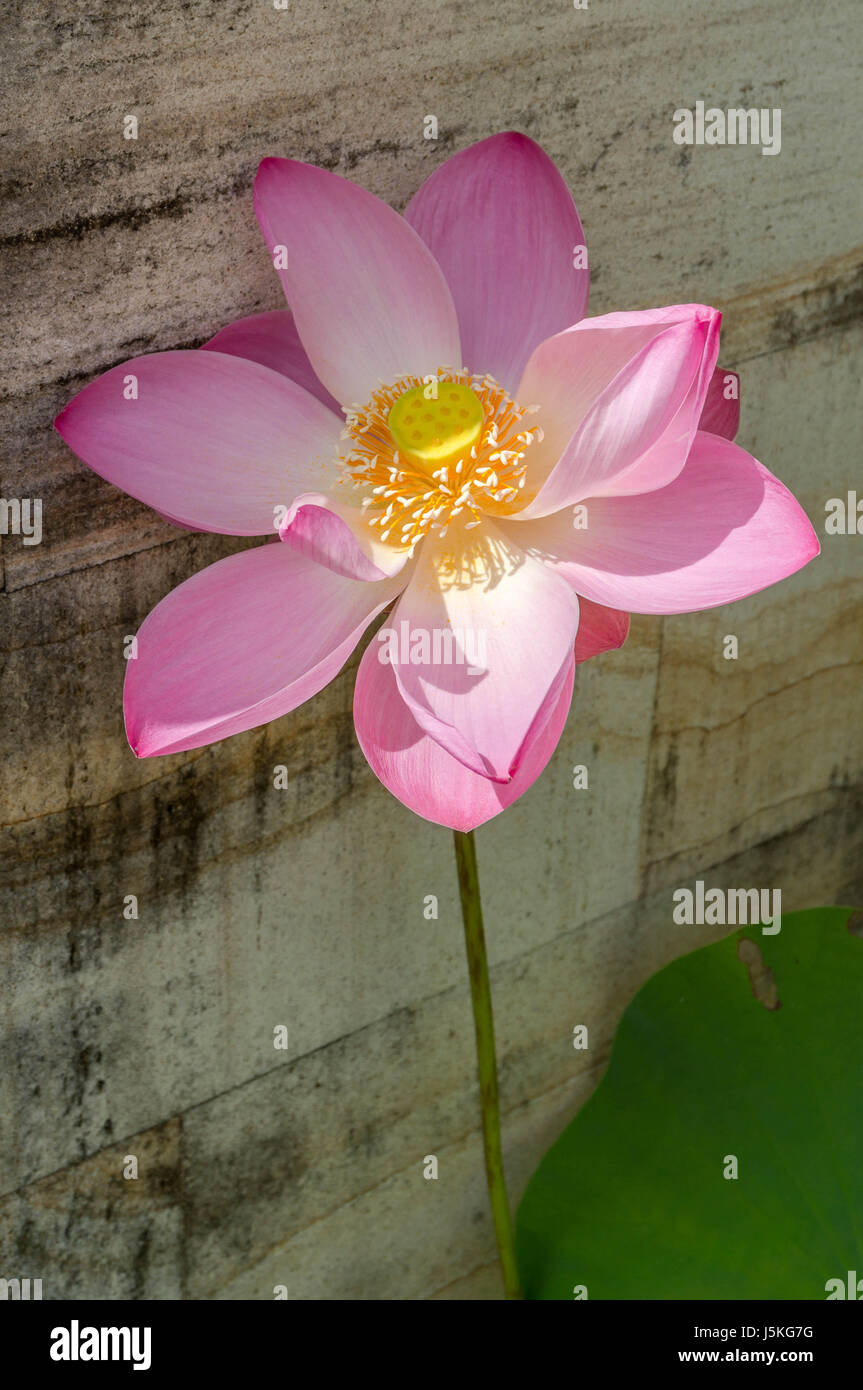 Single Pink Lotus Flower Leaning Against a Stone Wall Stock Photo Alamy