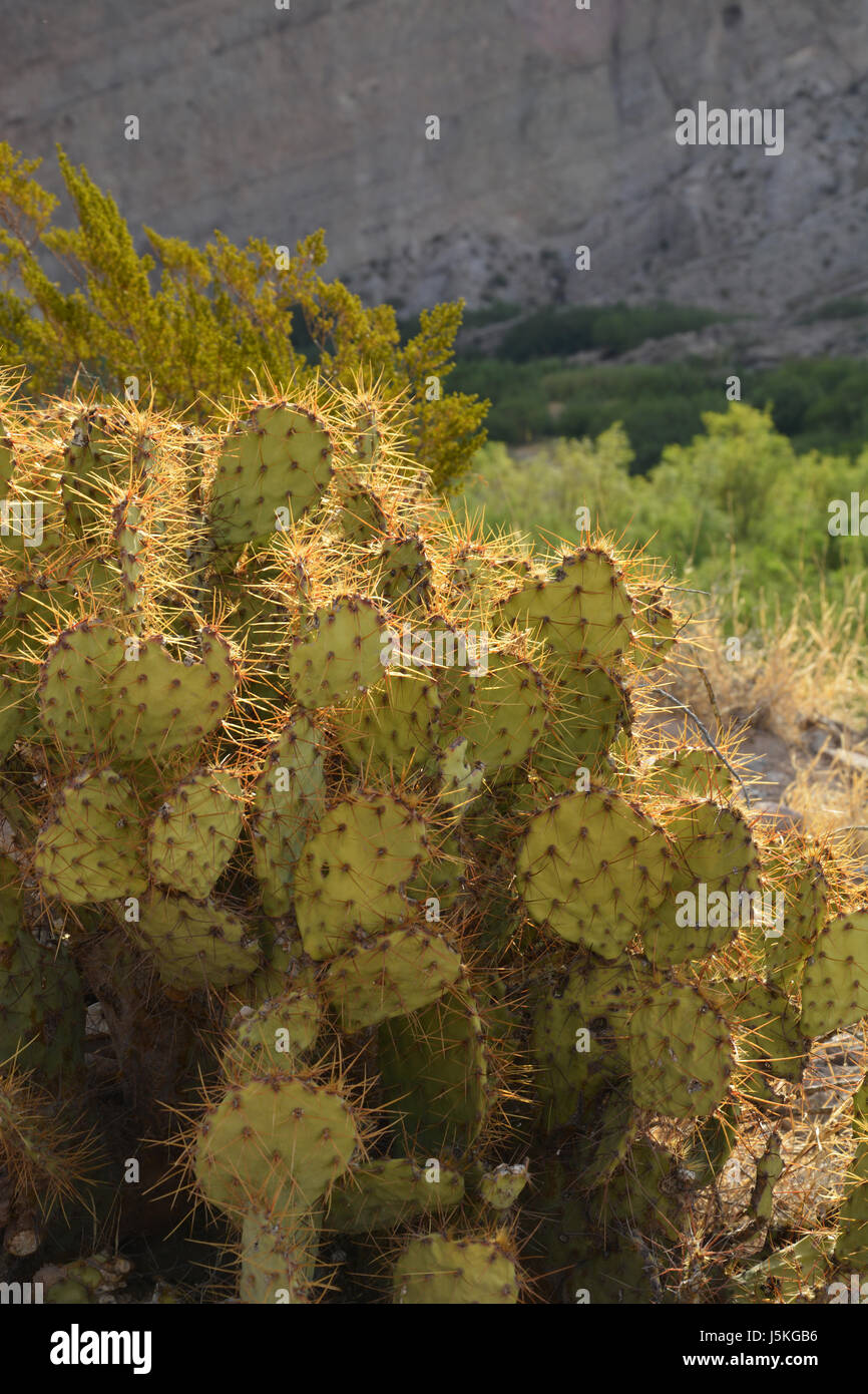 Close up of a Prickly Pear or Paddle Cactus in the Chihuahuan Desert of Big Bend National Park in Texas Stock Photo