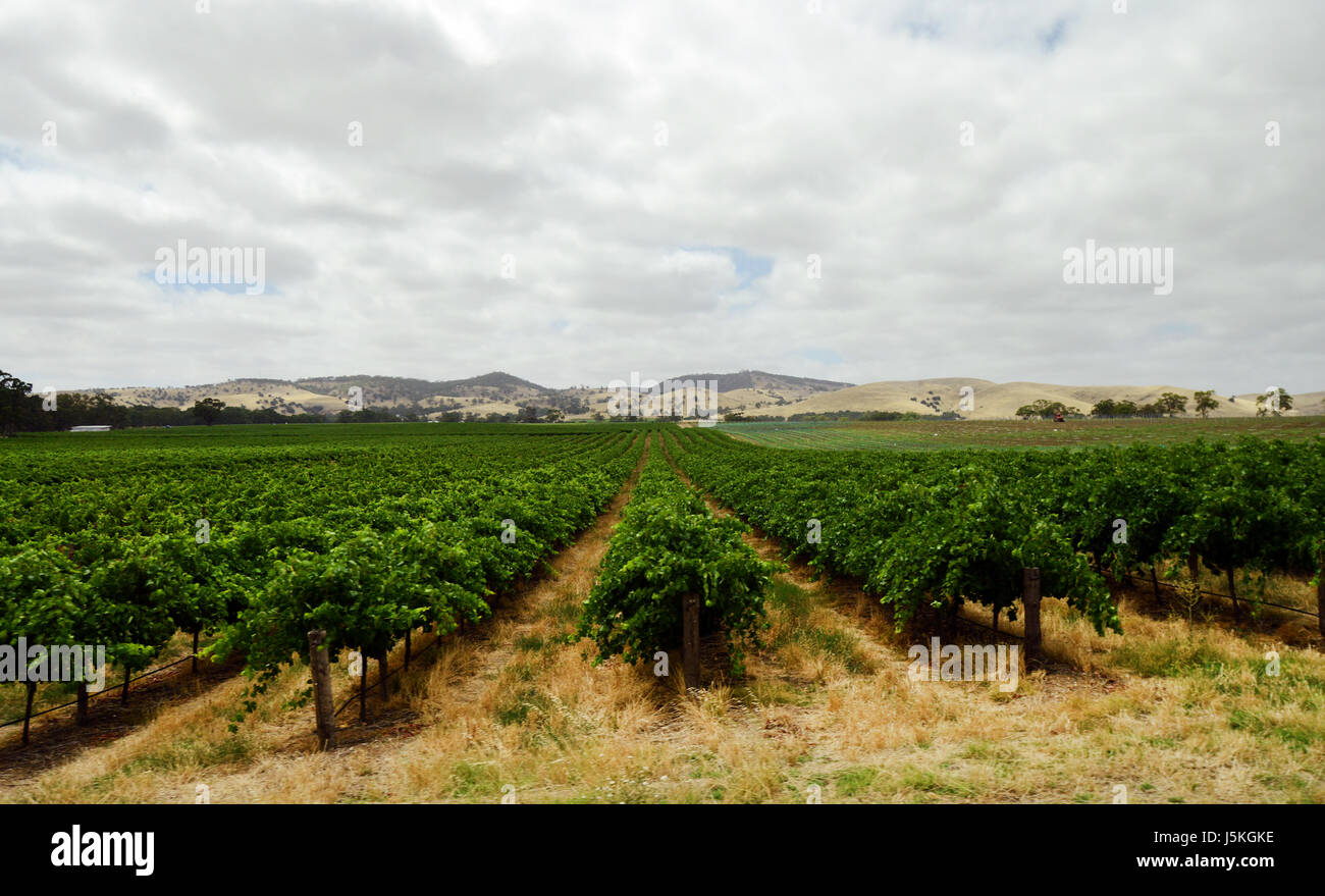 Vineyards of the Jacob Creek winery in South Australia. Stock Photo