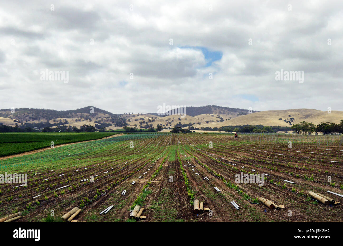 A young vineyard at the Jacob Creek winery in South Australia. Stock Photo