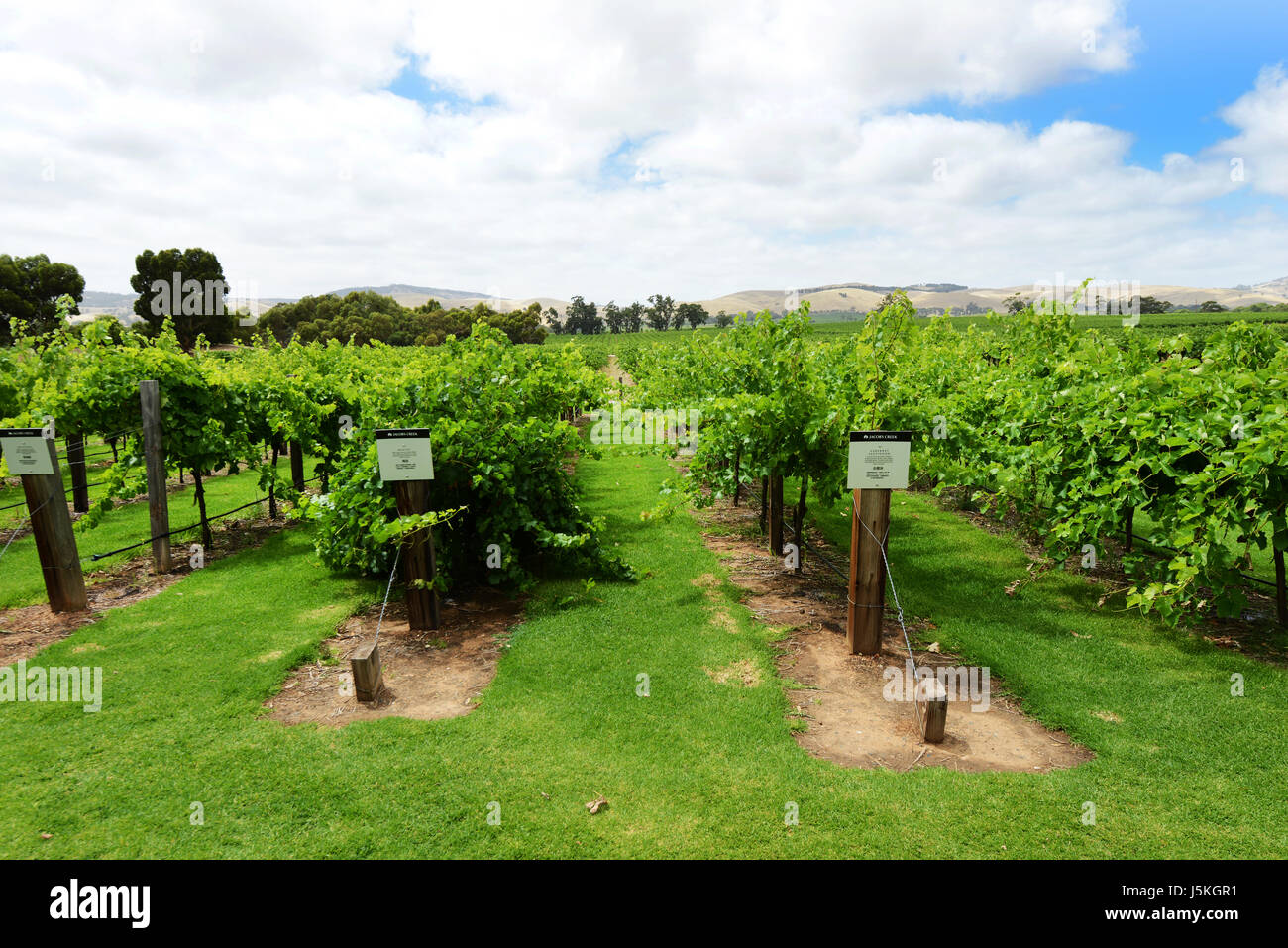 Vinyard trial plots at the Jacob Creek winery in South Australia. Stock Photo